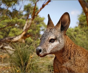 Animalia - Wallaby (male)