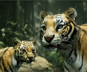 Animalia - Tiger (pack)