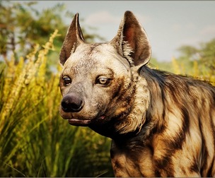 Animalia - Striped Hyena (male)