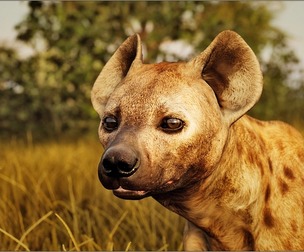 Animalia - SpottedHyena (male)