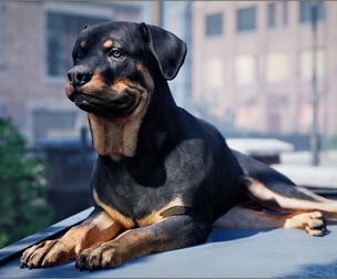 Animalia - Rottweiler (male) (dog)