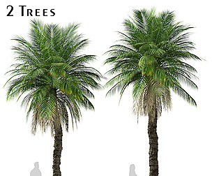 Set of Phoenix rupicola Tree (Cliff date palm)