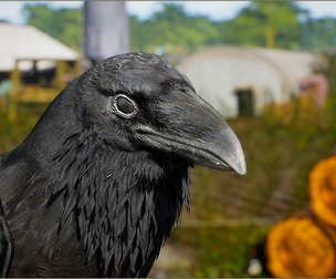 Animalia - Raven (bird)
