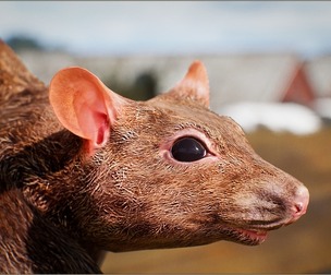 Animalia - Rat