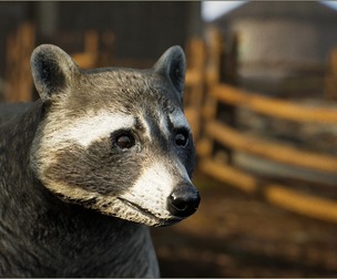 Animalia - Raccoon (male)