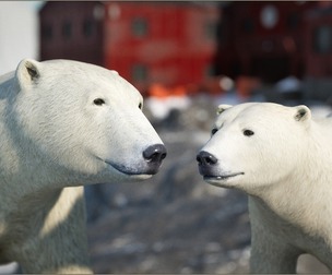 Animalia - Polar Bear (pack)