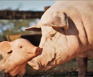 Animalia - Pig (pack)