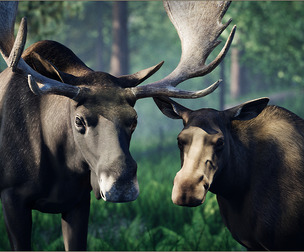 Animalia - Moose (pack)