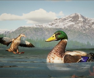 Animalia - Mallard