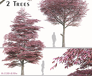 Set of Nyssa Sinensis Tree ( Chinese Tupelo )