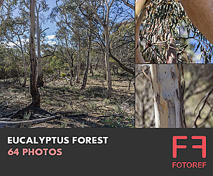 64 photos of Eucalyptus Forest