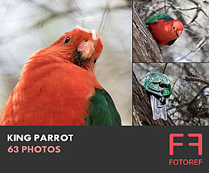 63 photos of King Parrot
