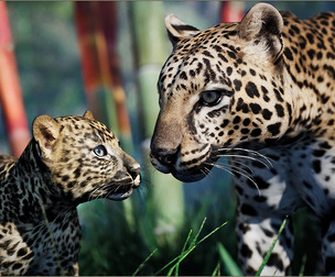 Animalia - Leopard (pack)