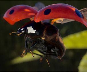 Animalia - Ladybug