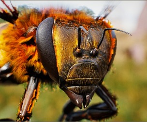 Animalia - Honeybee