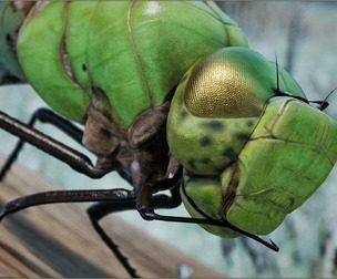 Animalia - Green Darner Dragonfly