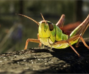 Animalia - Grasshopper