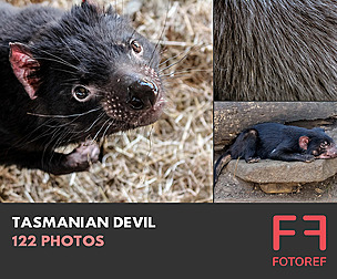 122 photos of Tasmanian Devil