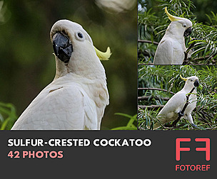 42 photos of Sulfur-Crested Cockatoo