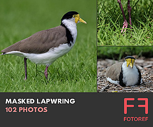 102 photos of Masked Lapwring