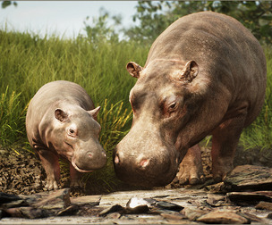 Animalia - Hippopotamus (pack)
