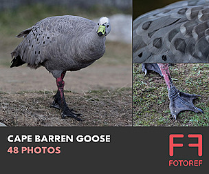48 photos of Cape Barren Goose