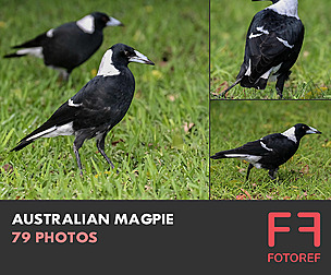 79 photos of Australian Magpie