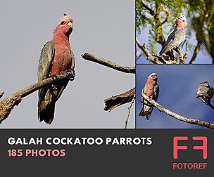 185 photos of Galah Cockatoo Parrots