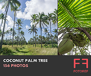 156 photos of Coconut Palm Tree