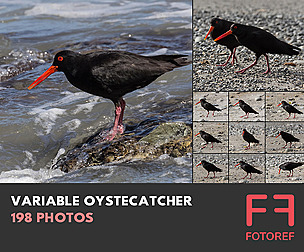 198 photos of Variable Oystecatcher