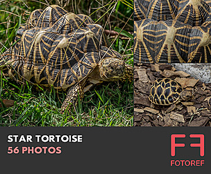 56 photos of Star Tortoise