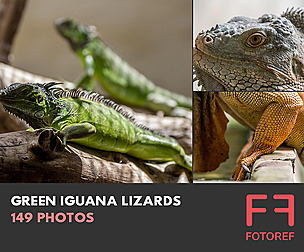 149 photos of Green Iguana Lizards