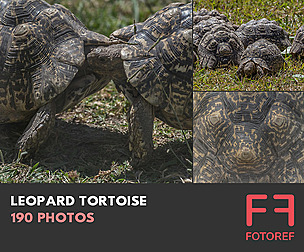 190 photos of Leopard Tortoise