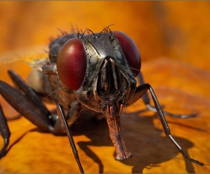 Animalia - Housefly