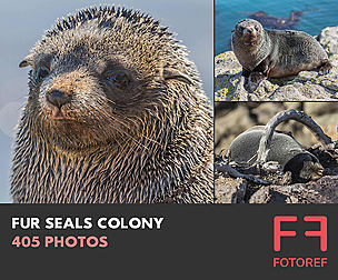 405 photos of Fur Seals Colony