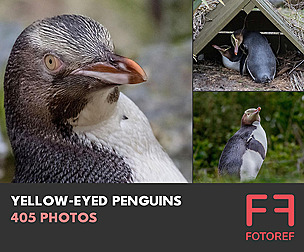 405 photos of Yellow-Eyed Penguins