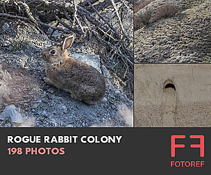 198 photos of Rogue Rabbit Colony