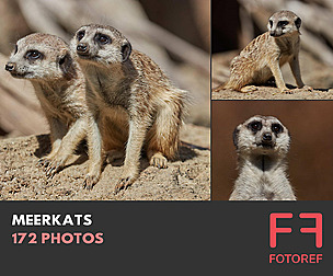 172 photos of Meerkats