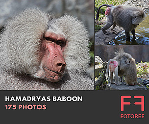 175 photos of Hamadryas Baboon