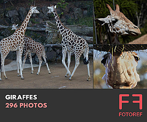 296 photos of Giraffes