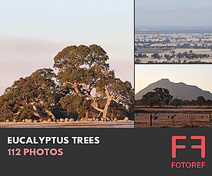 112 photos of Eucalyptus Trees