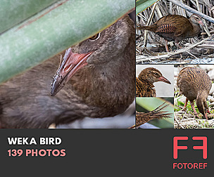 139 photos of Weka Bird