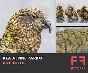 86 photos of Kea Alpine Parrot