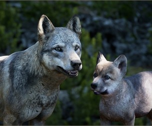 Animalia - Grey Wolf (pack)