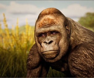 Animalia - Gorilla (male)