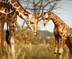 Animalia - Giraffe (pack)