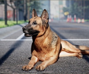 Animalia - German Shepherd (male)
