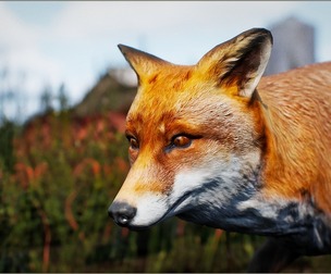 Animalia - Fox (male)