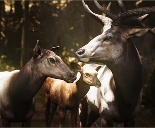 Animalia - Elk (pack)