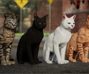Animalia - Cat
